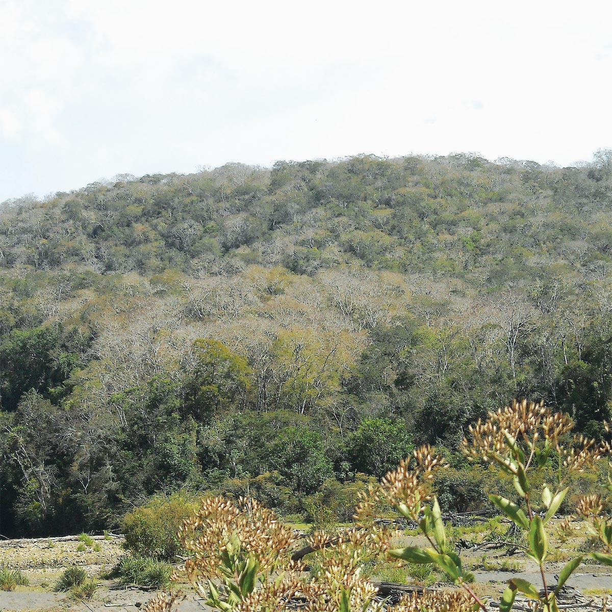 Bosque Seco de Asariamas