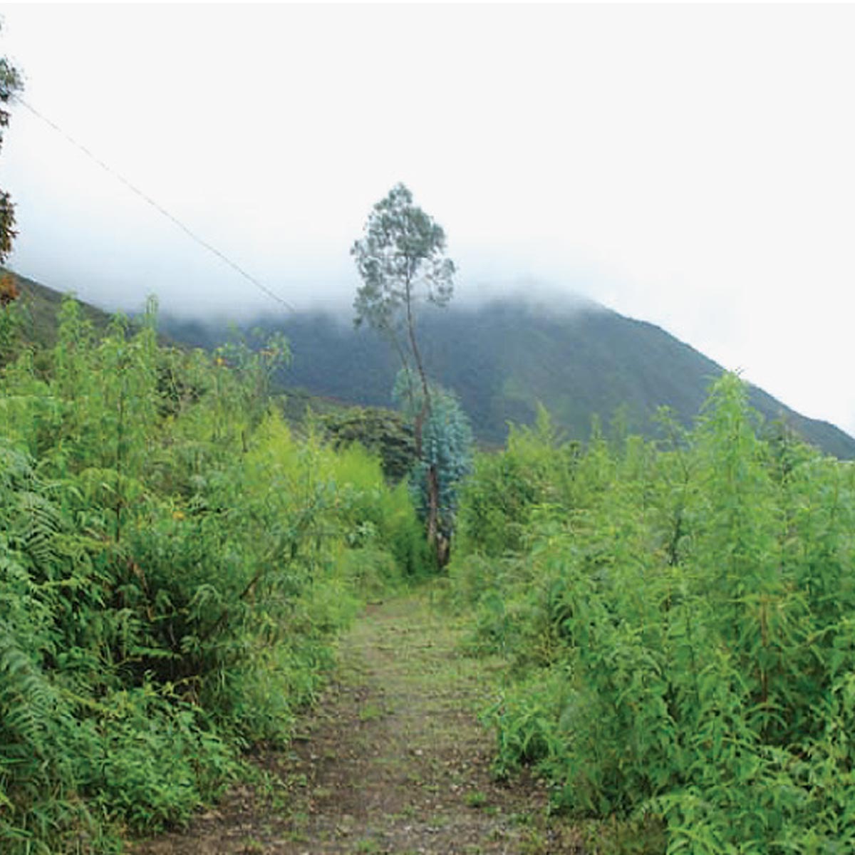 Camino Precolombino Macha - Rio Tuichi