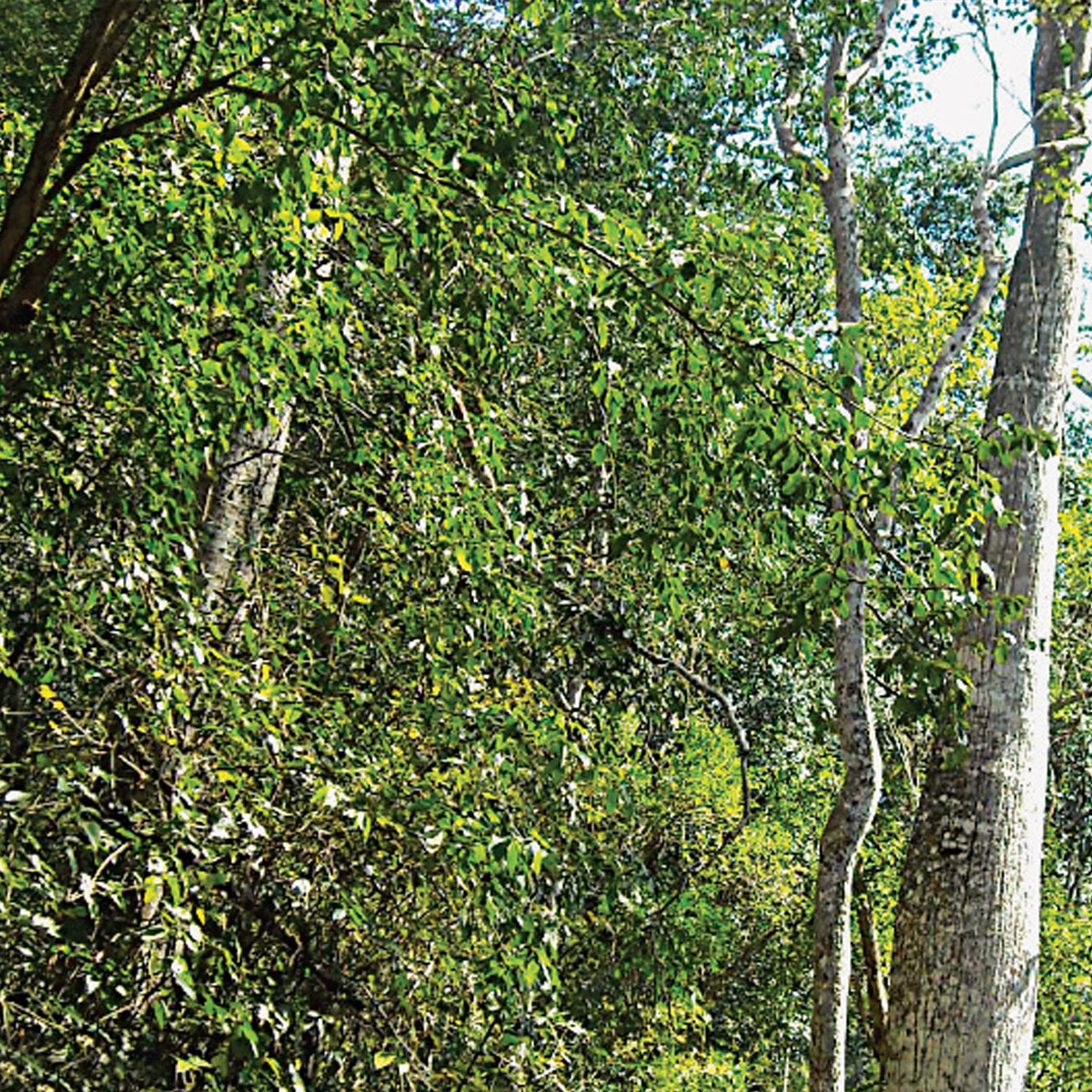 Paisaje Comunidad de Santa Cruz Valle Ameno