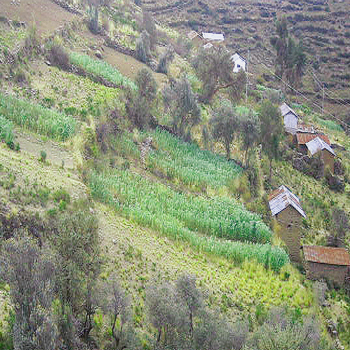 Terrazas Agricolas en Chichilaya