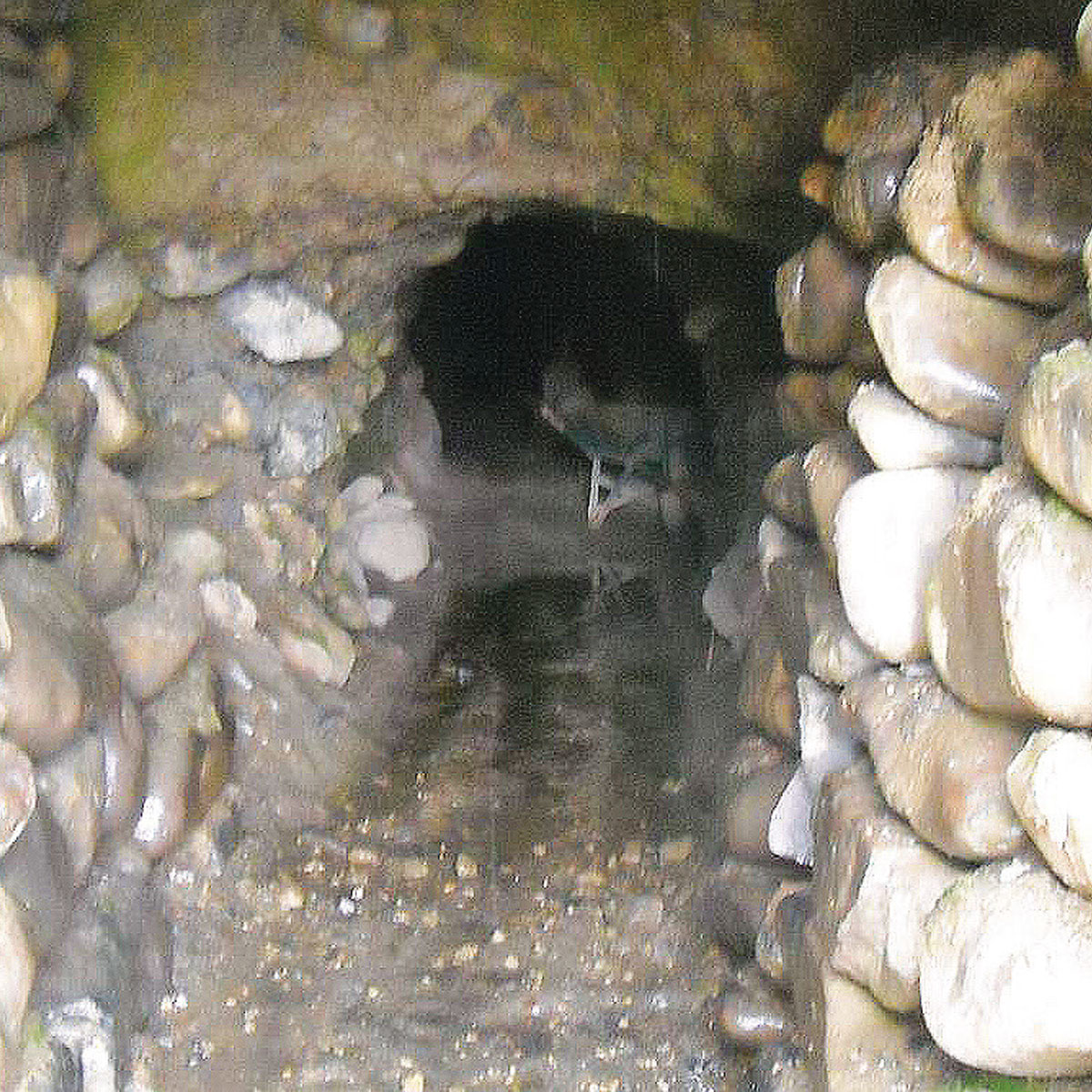 Cueva Zambo Salvito