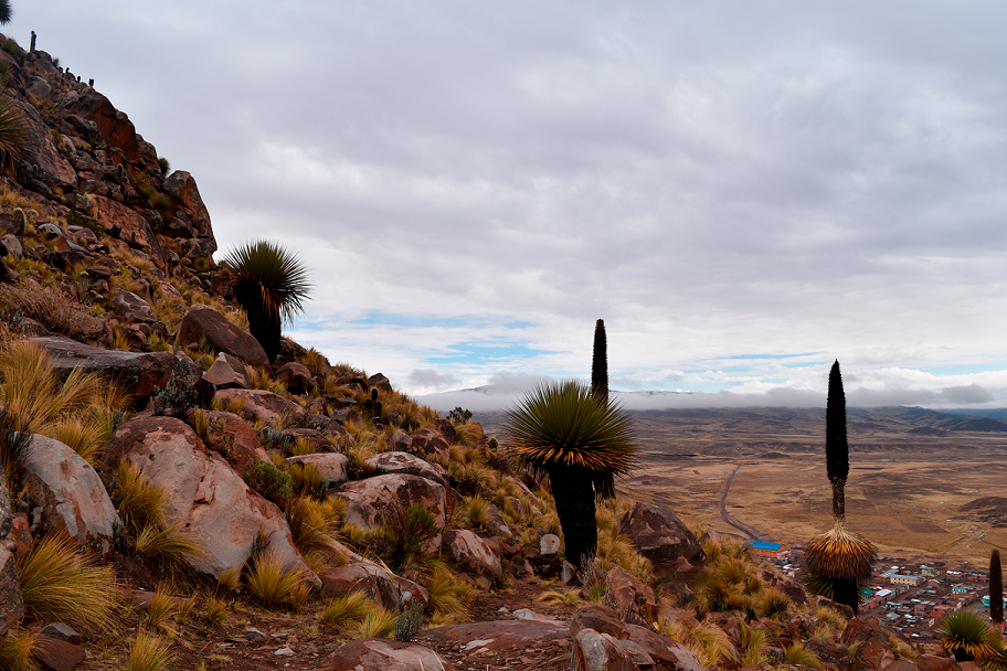 Puya Raymondi