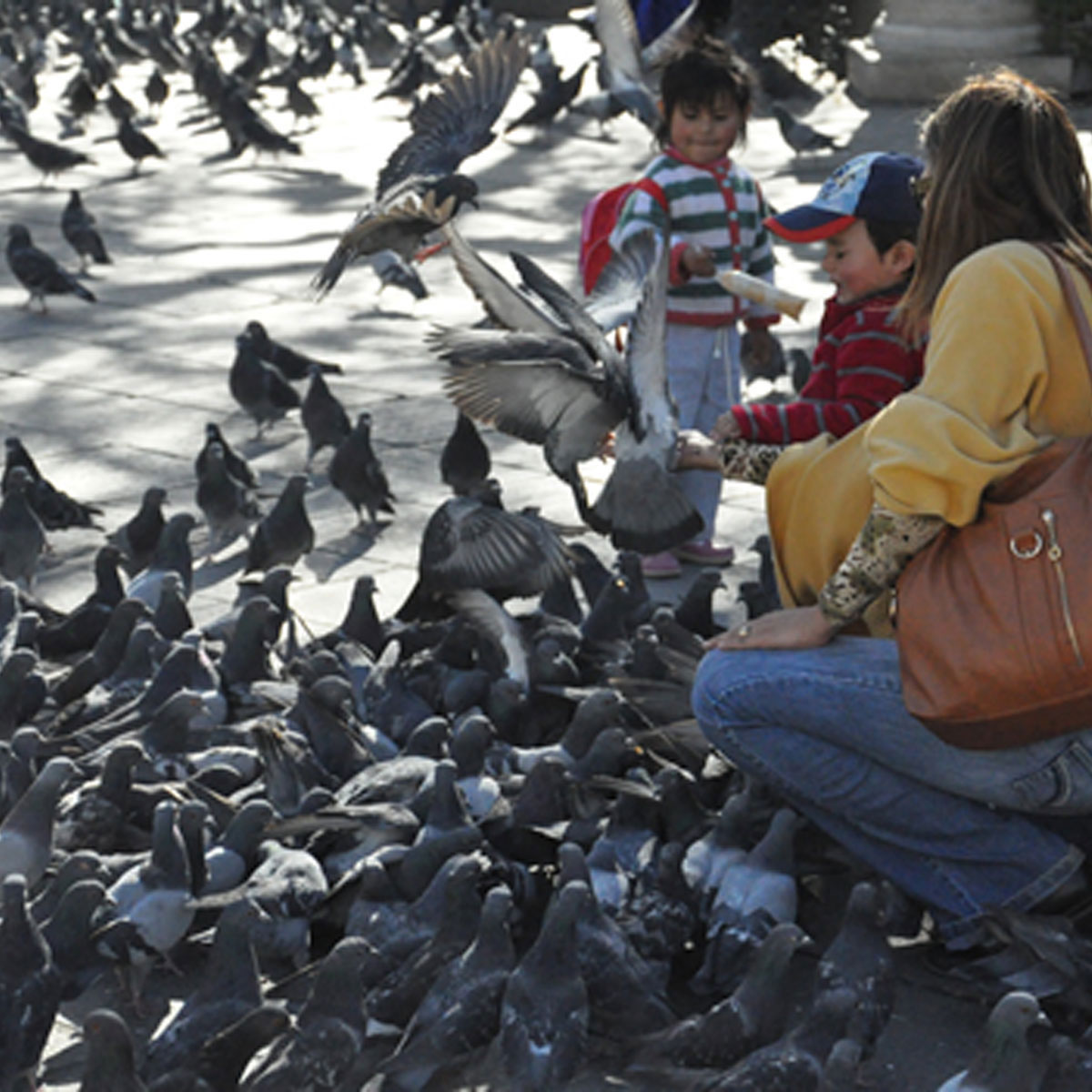 Alimentar a las Palomas