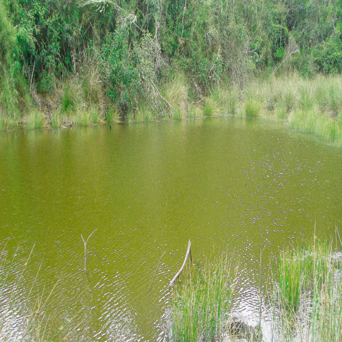 Lagunas de San Isidro Comunidad Huancane