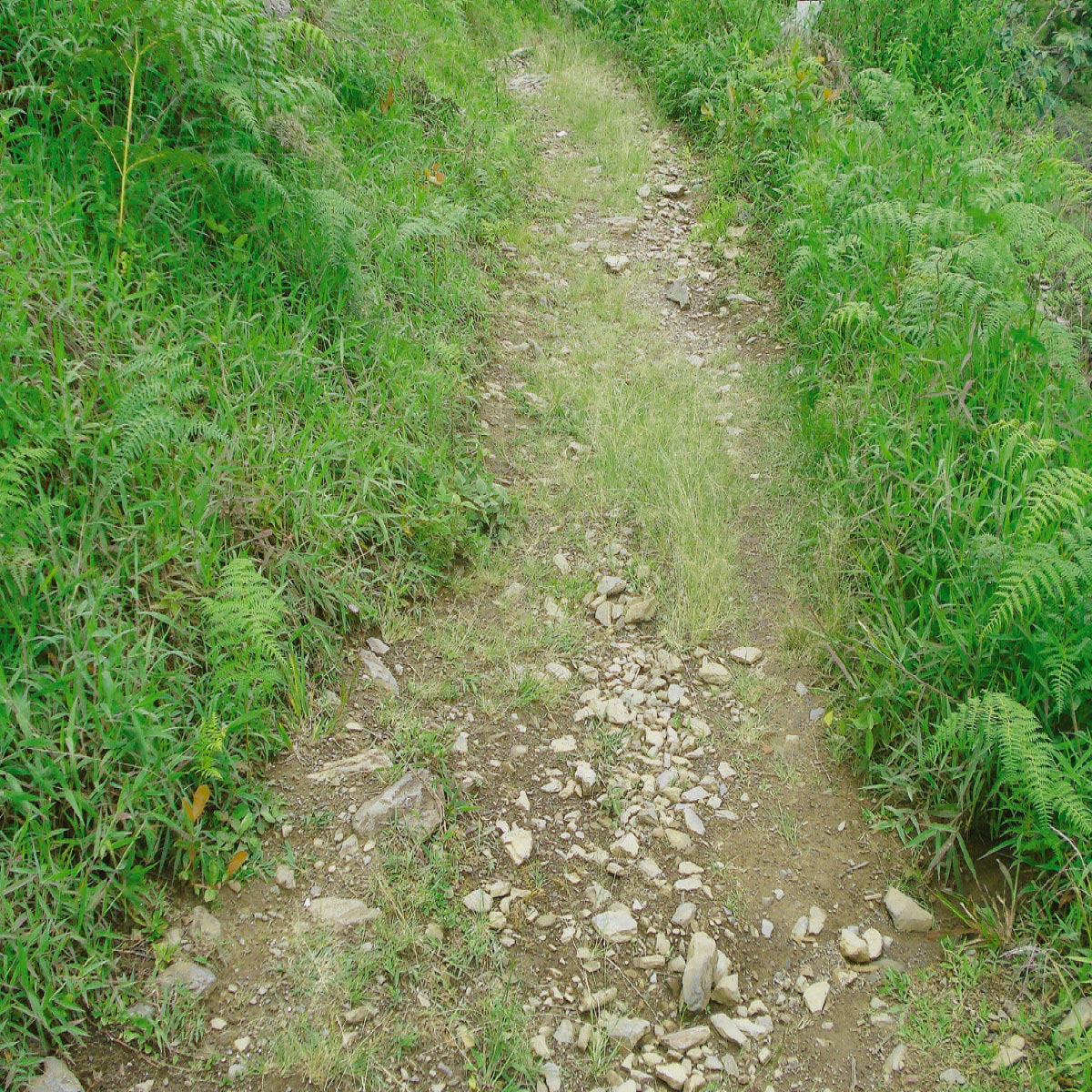 Camino Precolombino de Yunga Cruz