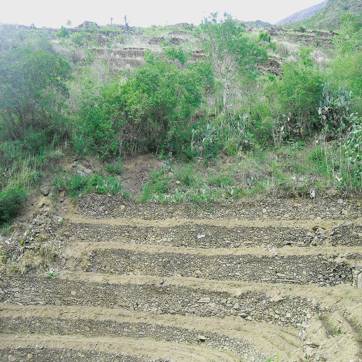 Terrazas Agricolas en Pasto Grande