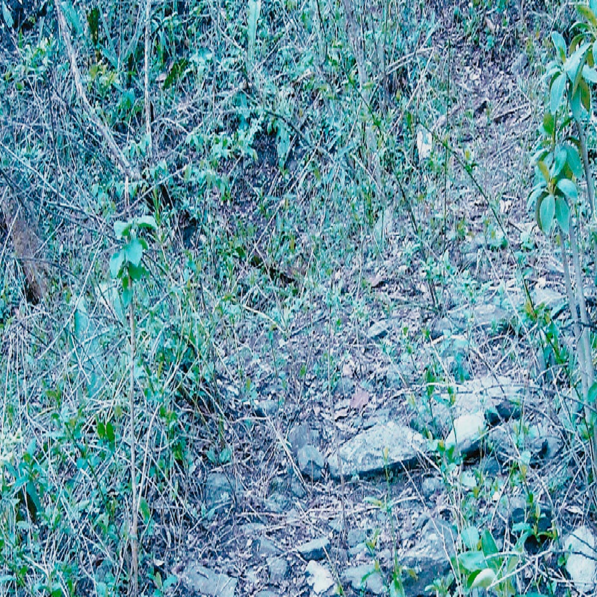 Camino Precolombino de Kasiri